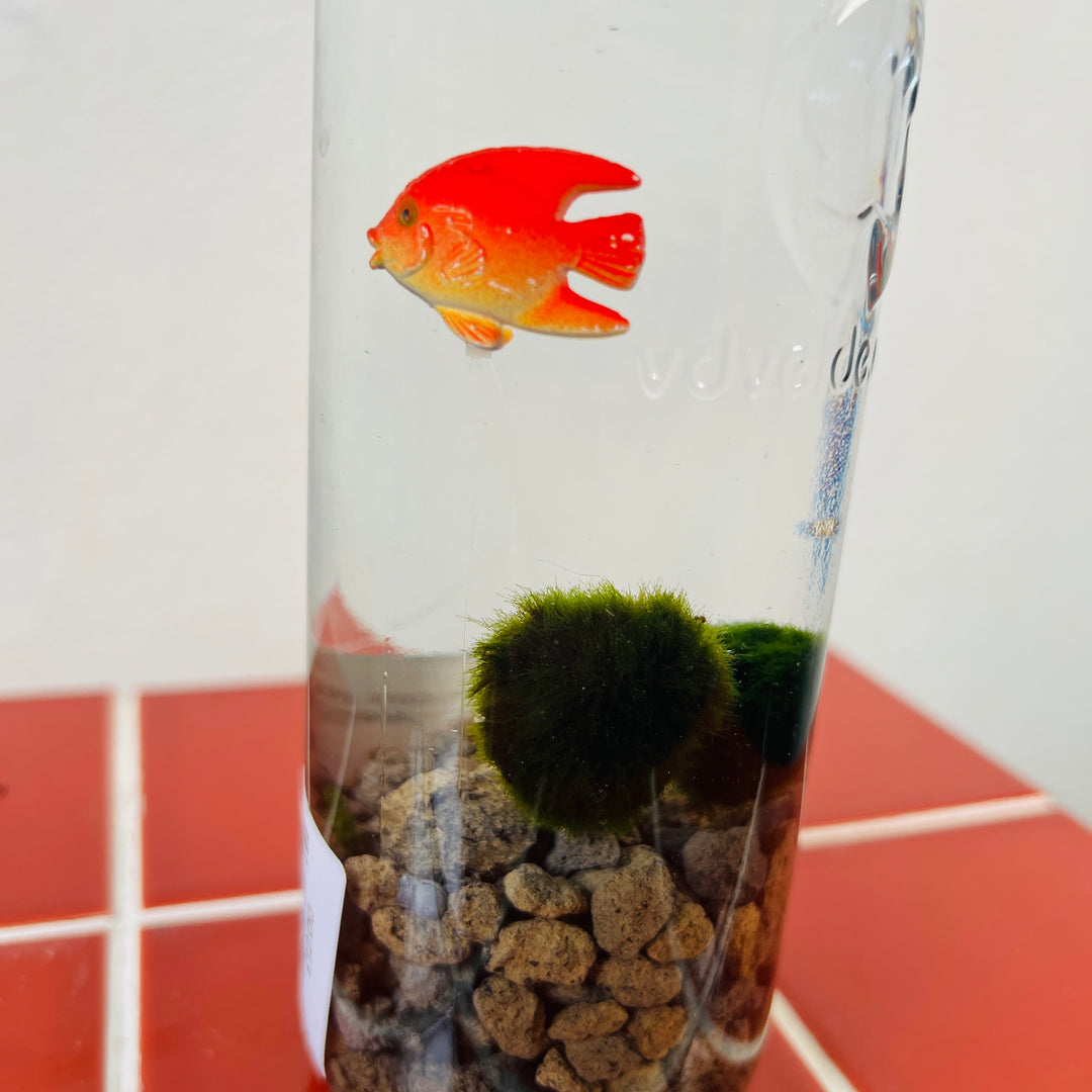 Marimo moss ball in glass with (fake)fish - Aegagropila linnaei