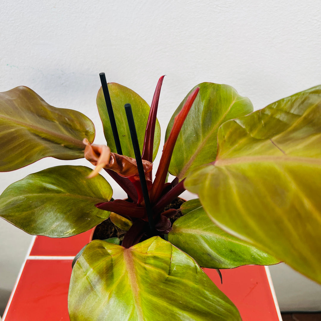 Philodendron Sunlight