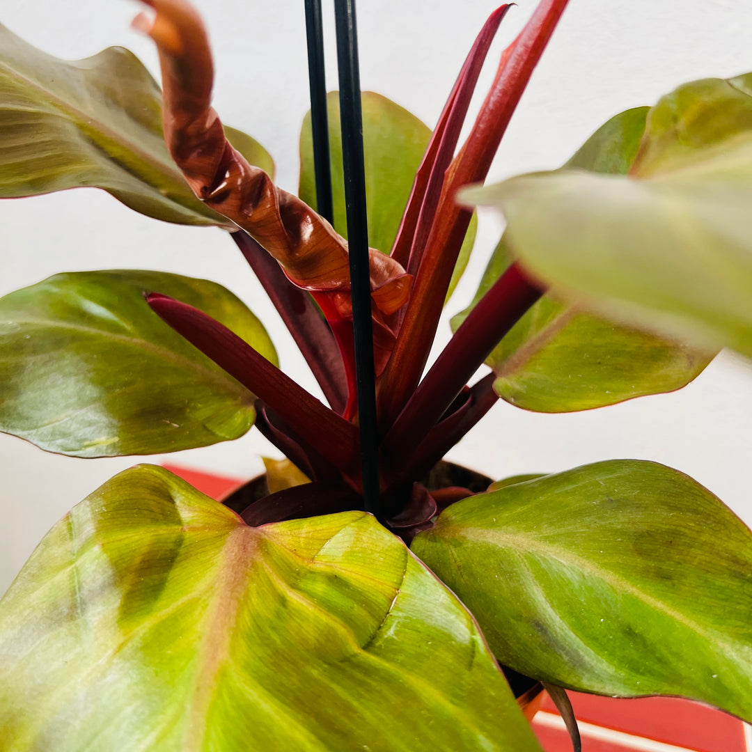 Philodendron Sunlight