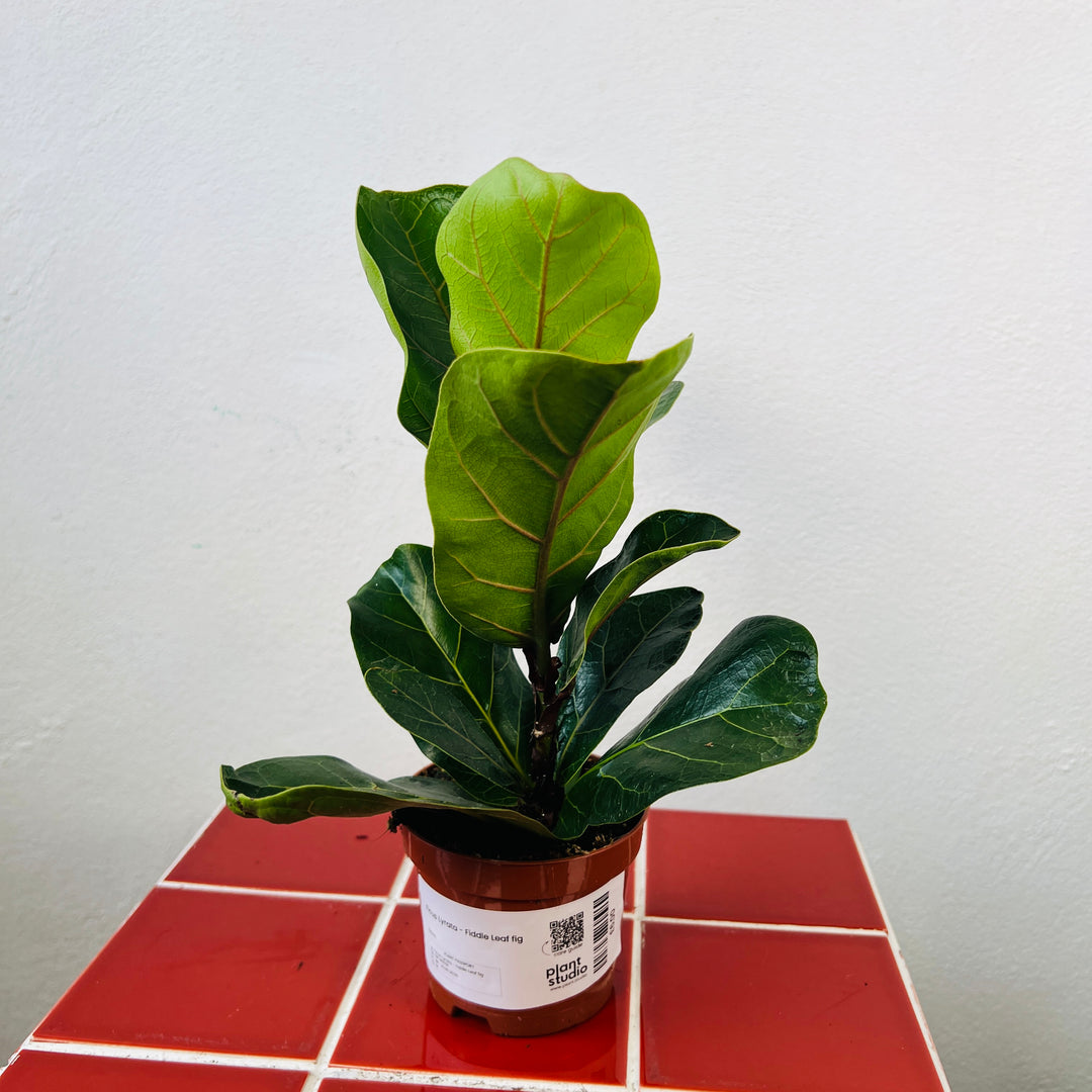 Ficus Lyrata - Fiddle Leaf fig