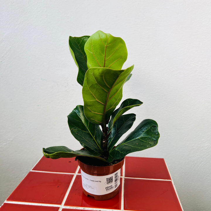 Ficus Lyrata - Fiddle Leaf fig