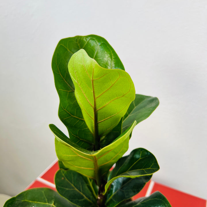 Ficus Lyrata - Fiddle Leaf fig
