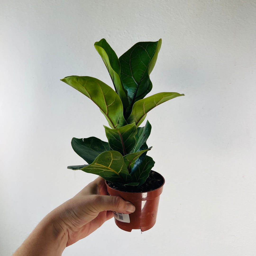 Ficus Lyrata - Fiddle Leaf fig