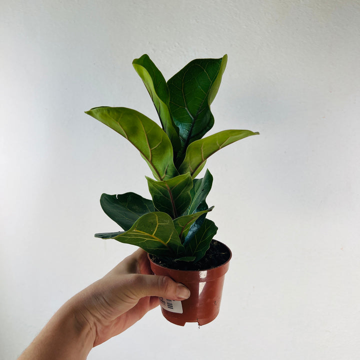 Ficus Lyrata - Fiddle Leaf fig