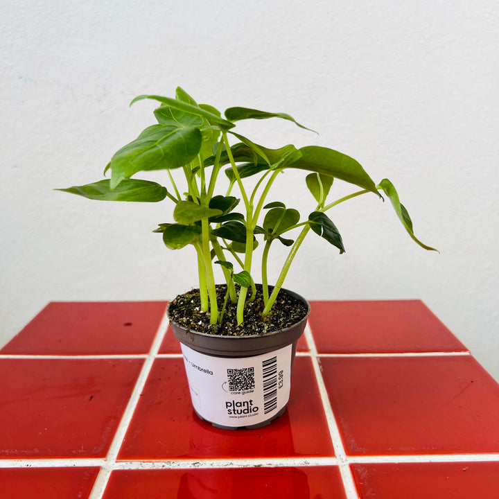 Schefflera amate – Umbrella Tree