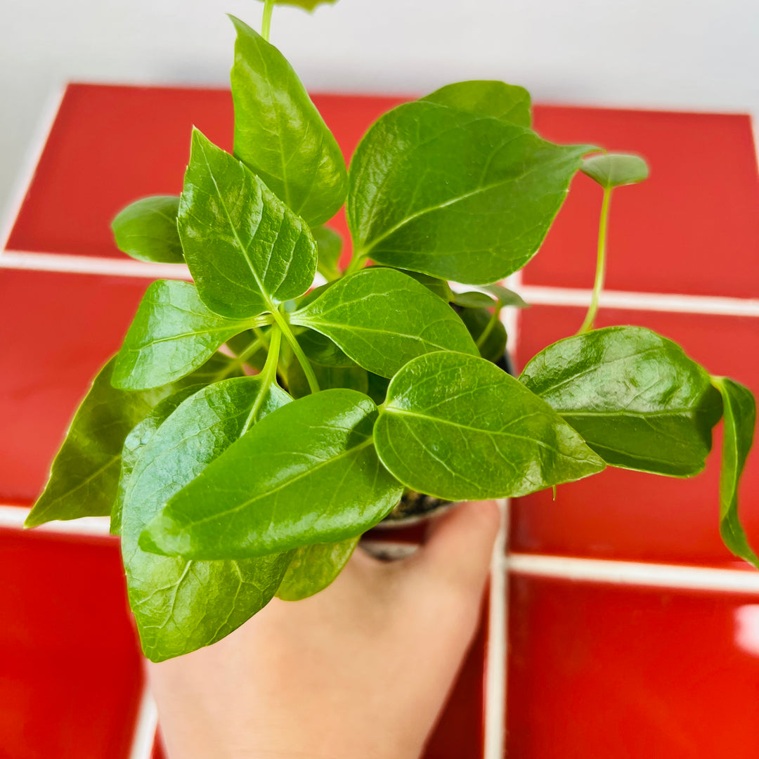Schefflera amate – Umbrella Tree