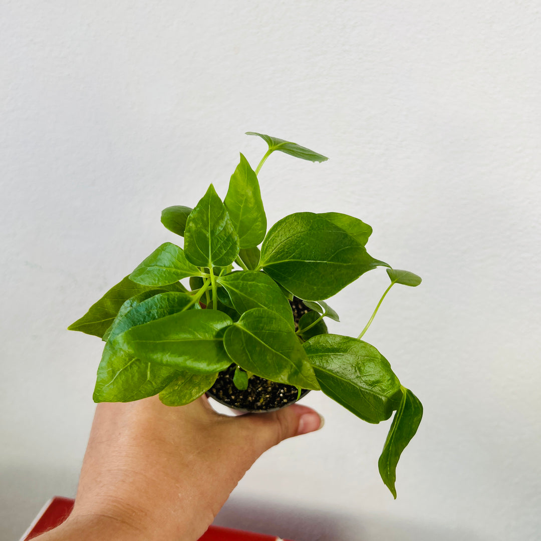 Schefflera amate – Umbrella Tree