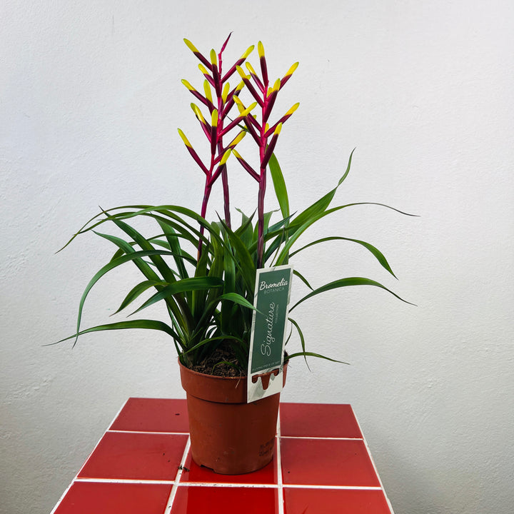 Guzmania 'Misty'