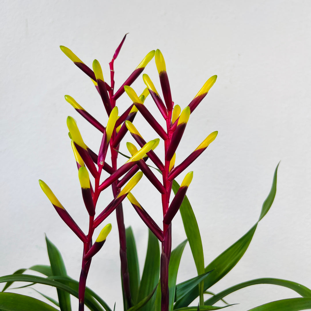 Guzmania 'Misty'