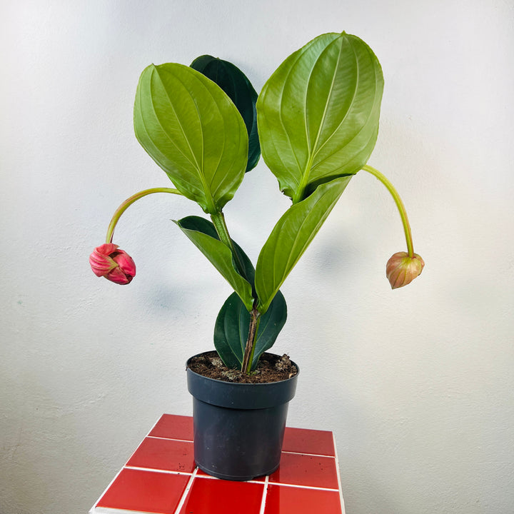Medinilla Flamenco - Rose Grape