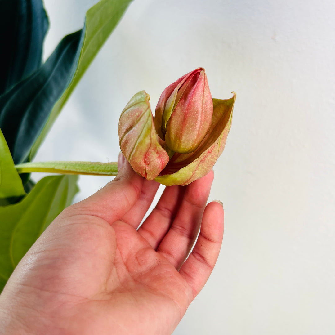 Medinilla Flamenco - Rose Grape