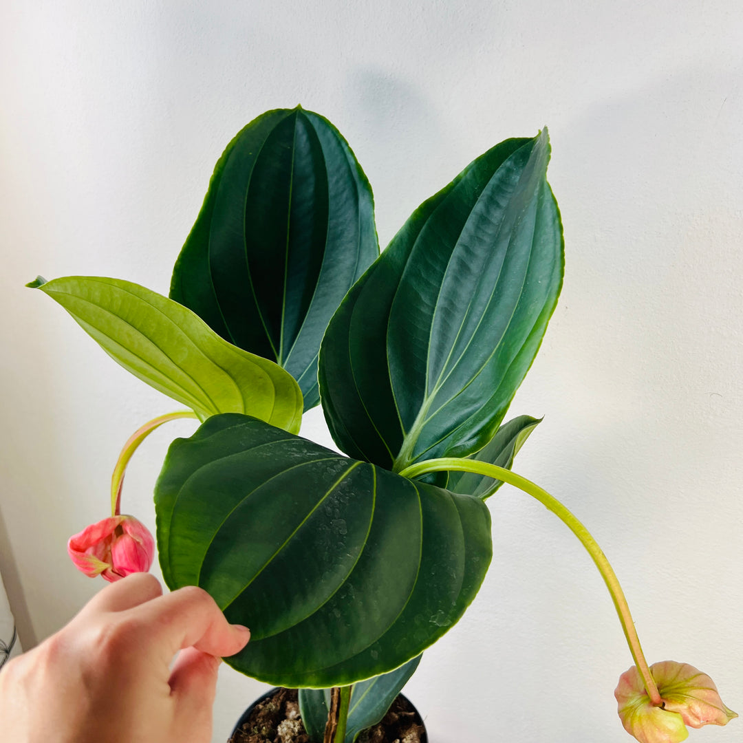 Medinilla Flamenco - Rose Grape