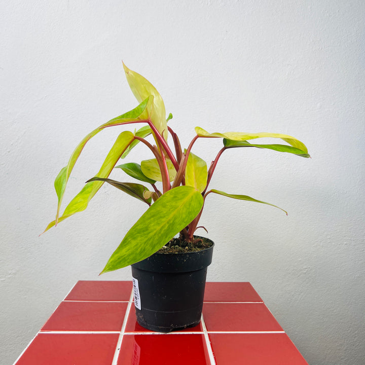 Philodendron Painted Lady