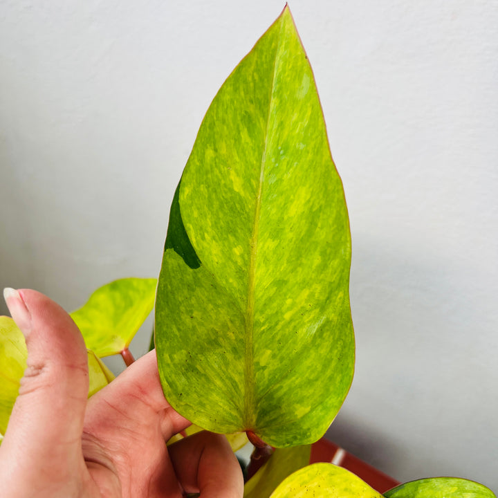Philodendron Painted Lady