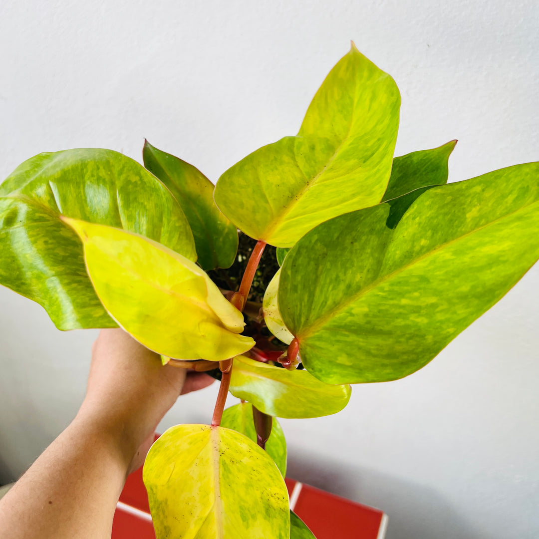 Philodendron Painted Lady