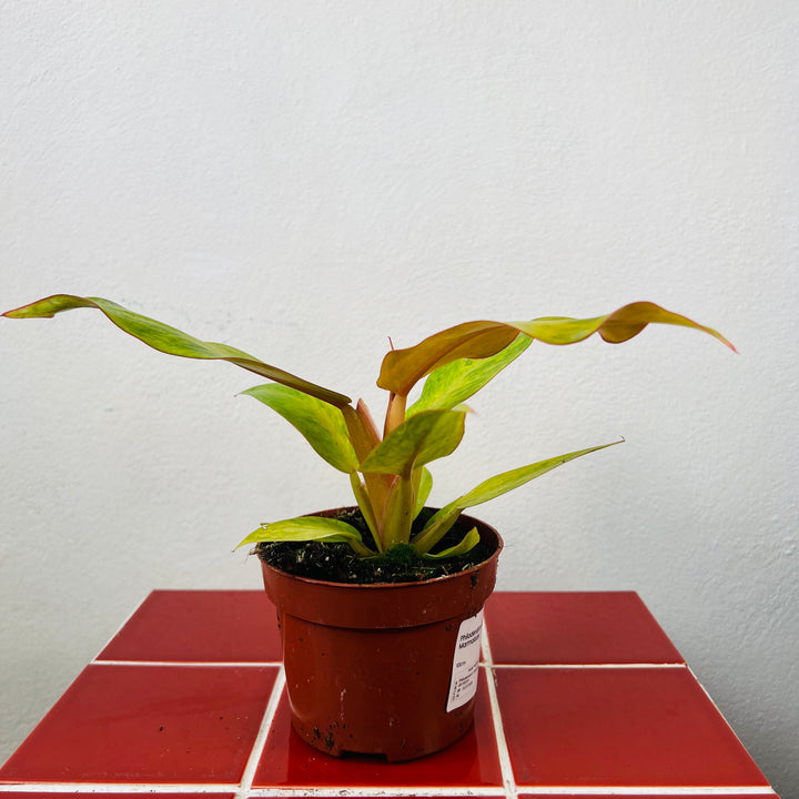 Philodendron 'Orange Marmalade'