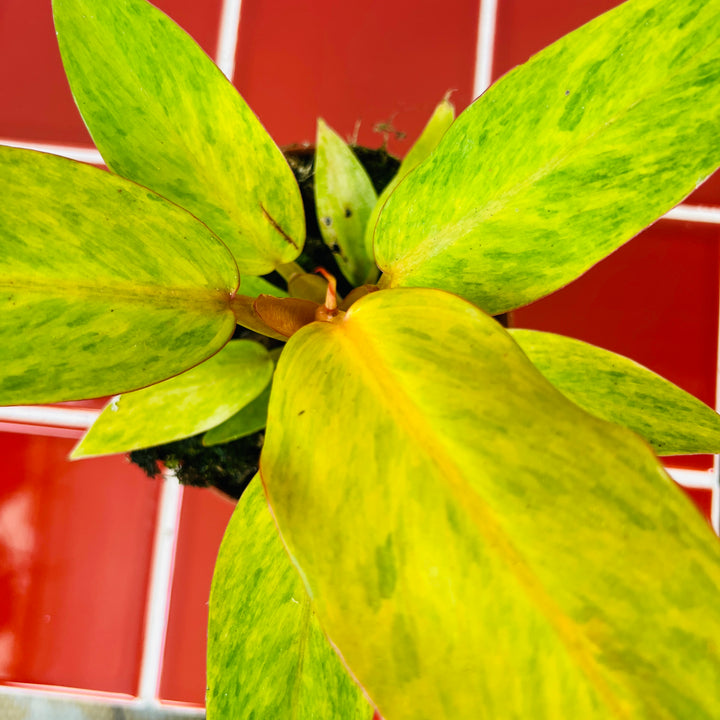 Philodendron 'Orange Marmalade'