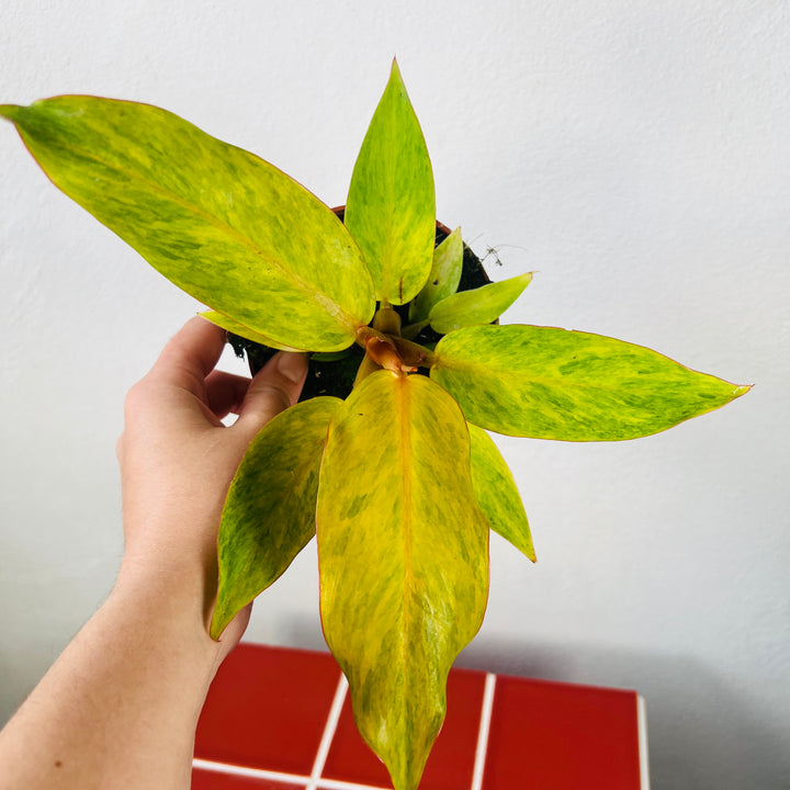 Philodendron 'Orange Marmalade'
