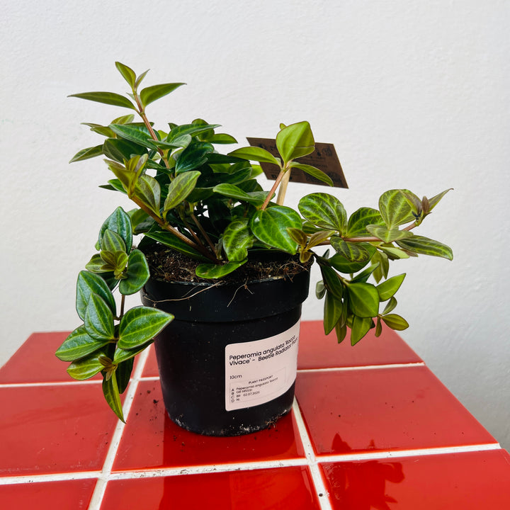 Peperomia angulata 'Rocca Vivace' -  Beetle Radiator Plant