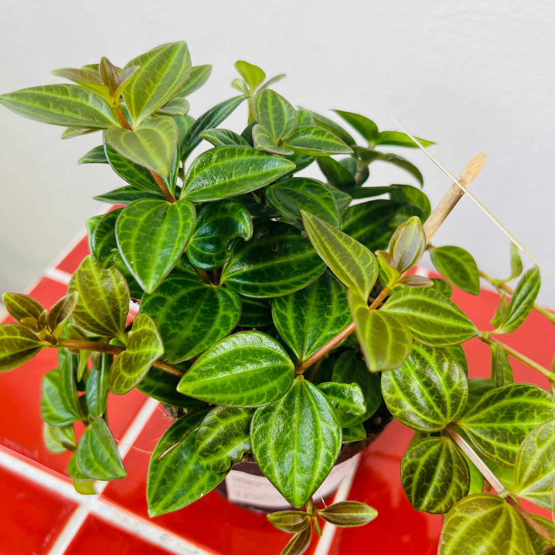 Peperomia angulata 'Rocca Vivace' -  Beetle Radiator Plant