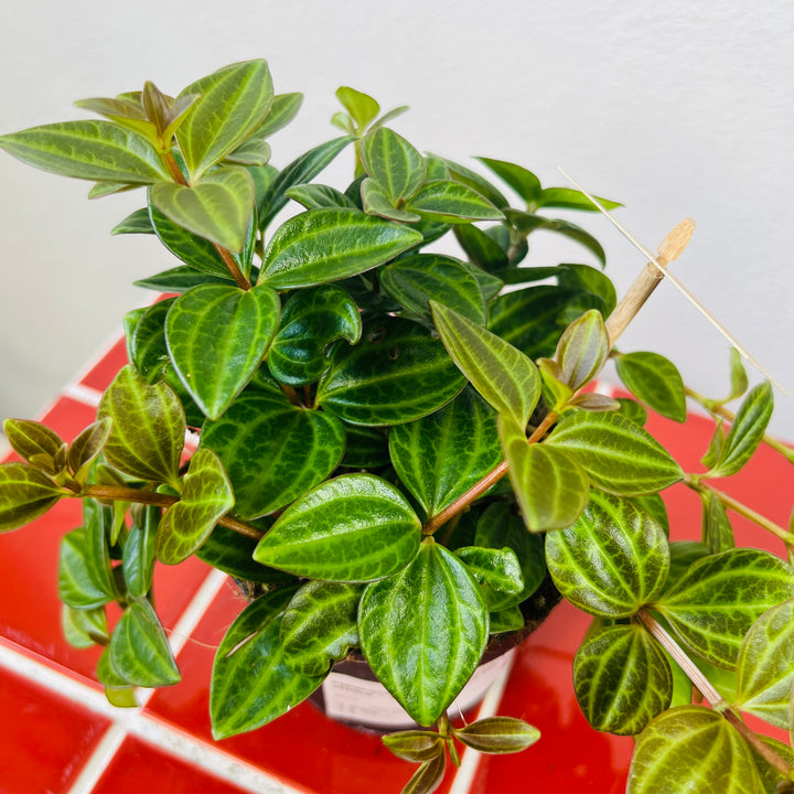 Peperomia angulata 'Rocca Vivace' -  Beetle Radiator Plant