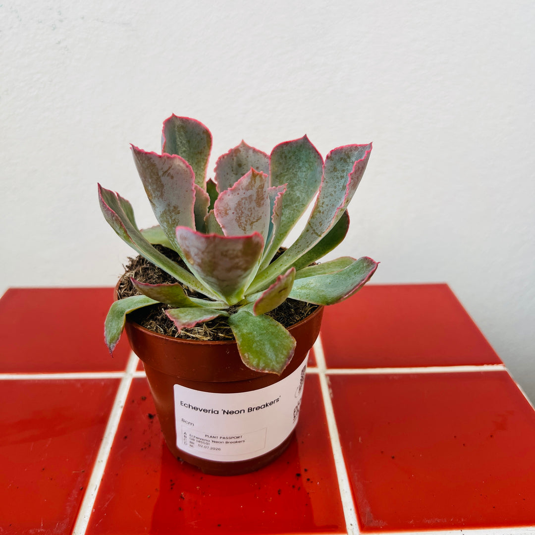 Echeveria 'Neon Breakers'