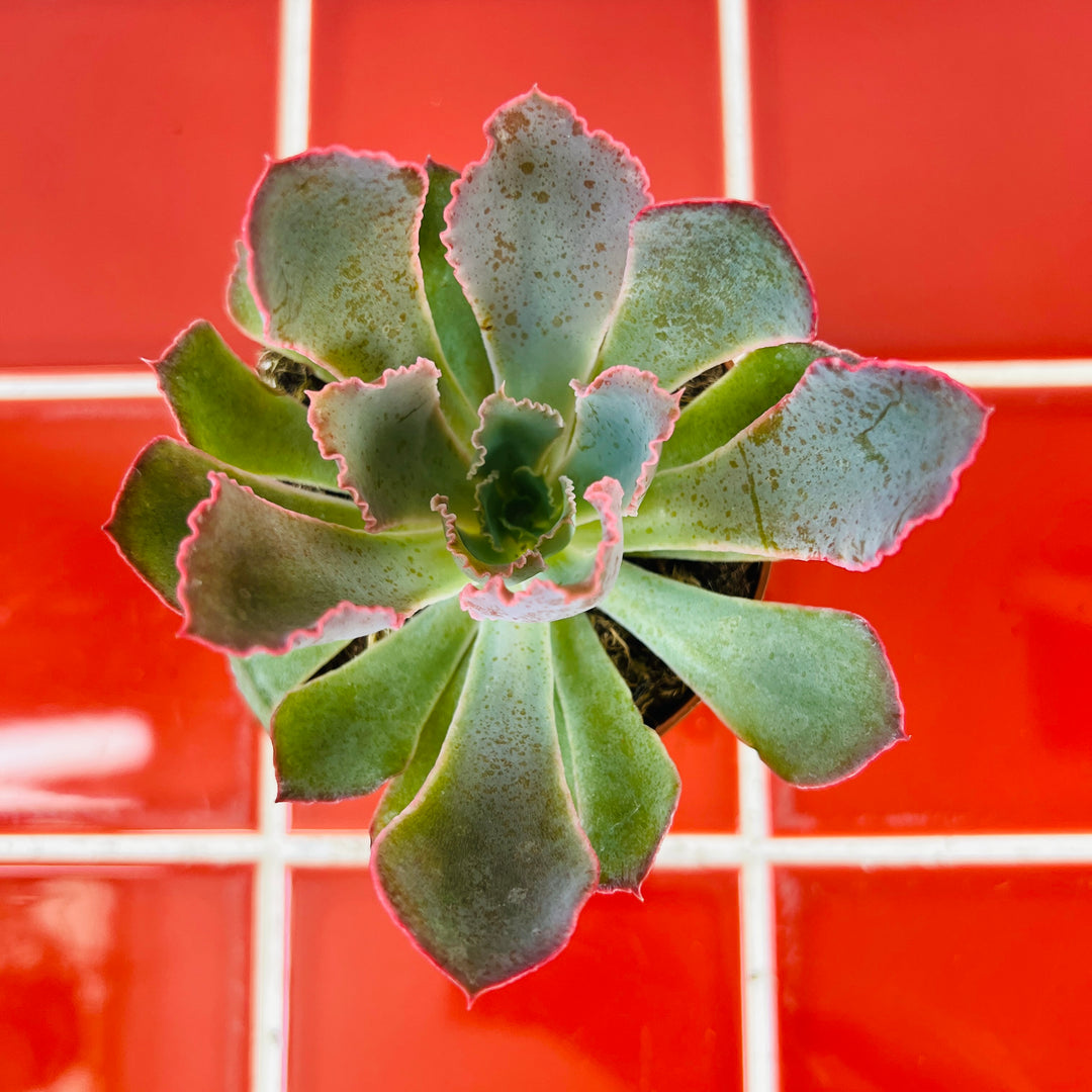 Echeveria 'Neon Breakers'