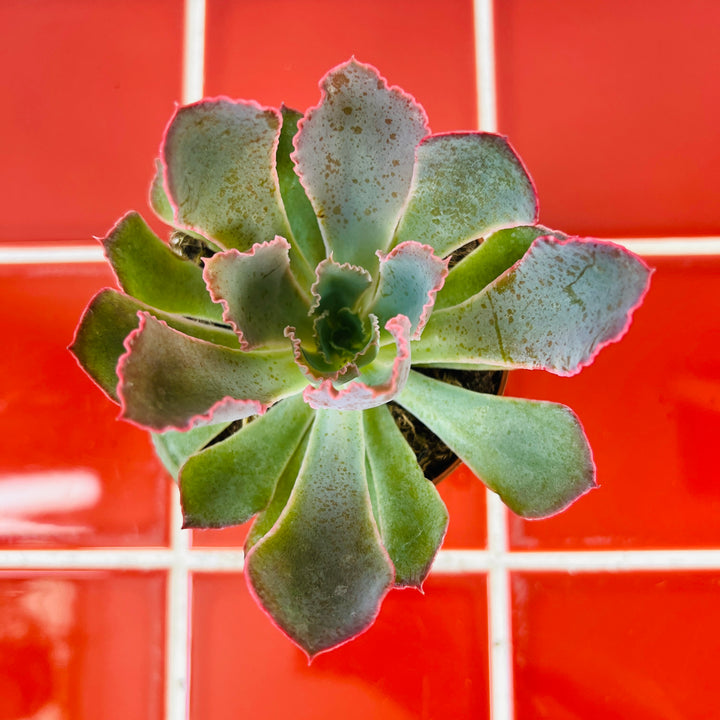 Echeveria 'Neon Breakers'