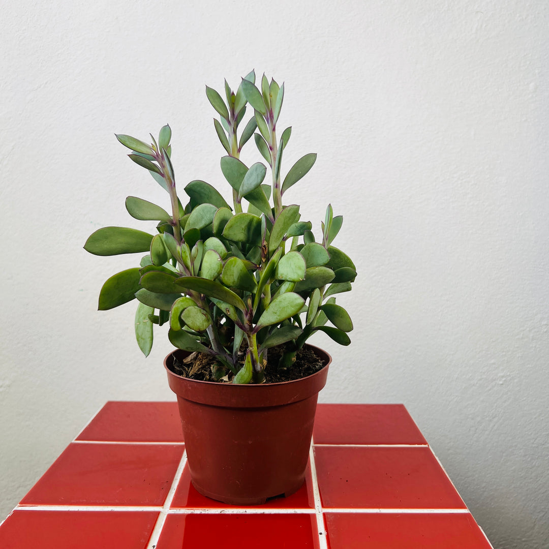 Senecio Crassissimus - Lavender Steps Propeller Plant