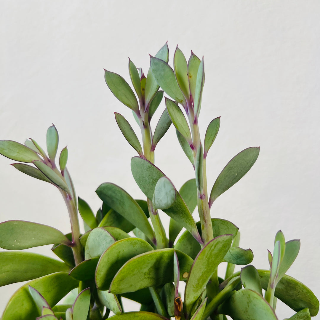 Senecio Crassissimus - Lavender Steps Propeller Plant