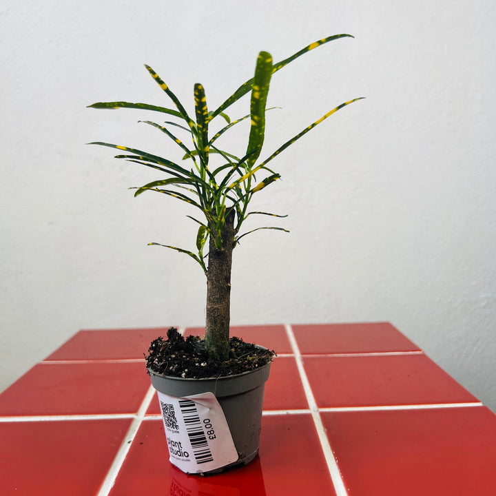 Codiaeum variegatum 'Pictum' - Croton