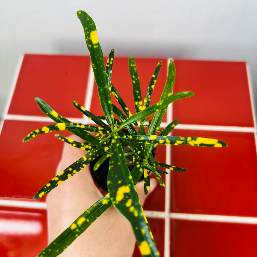 Codiaeum variegatum 'Pictum' - Croton