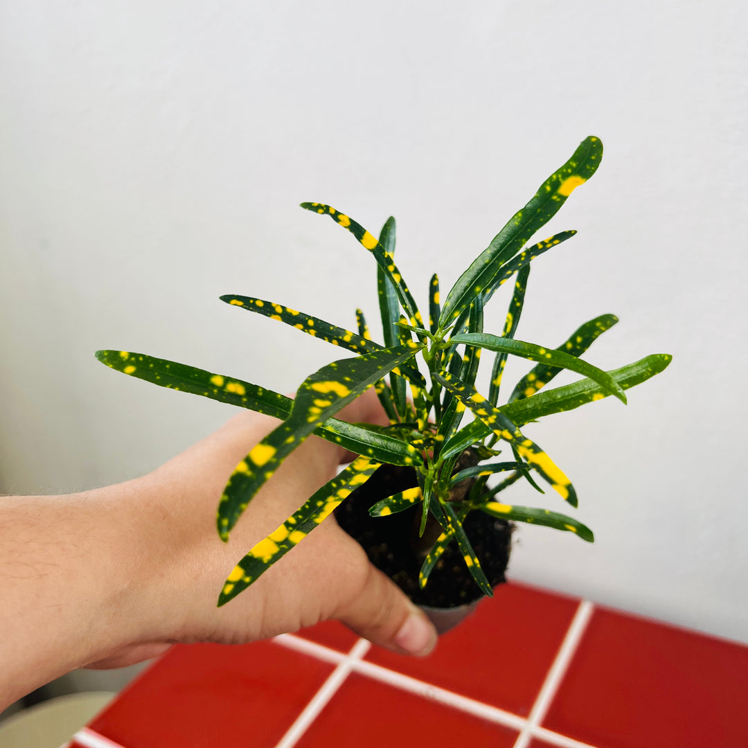 Codiaeum variegatum 'Pictum' - Croton