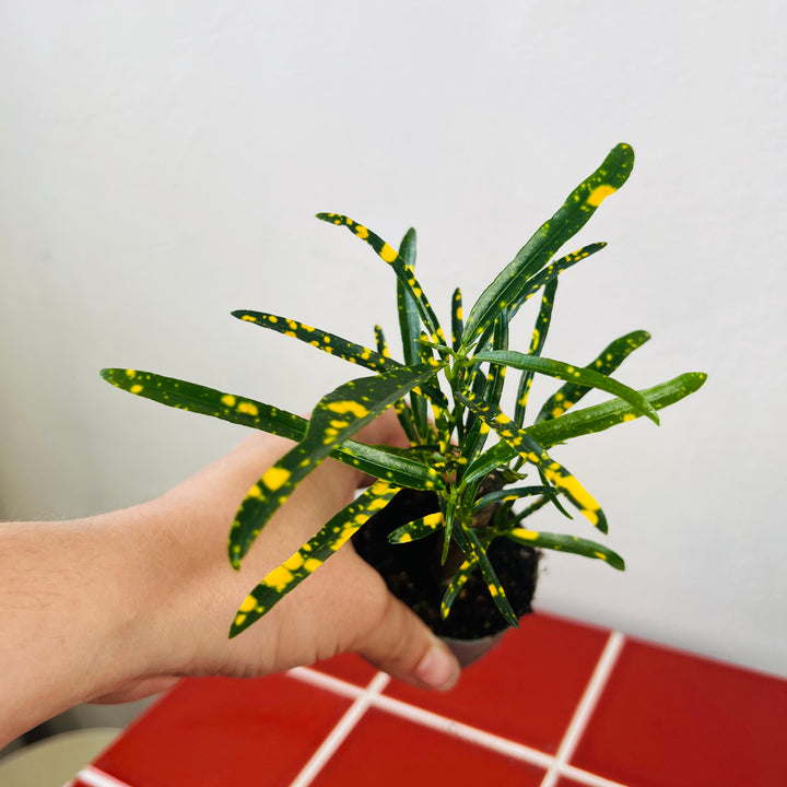 Codiaeum variegatum 'Pictum' - Croton