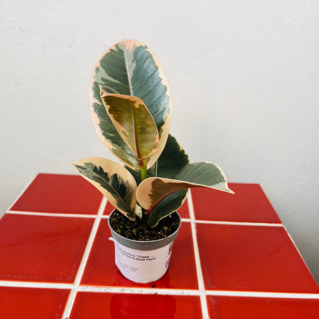 Ficus elastica ‘Tineke’ – Variegated Rubber Plant