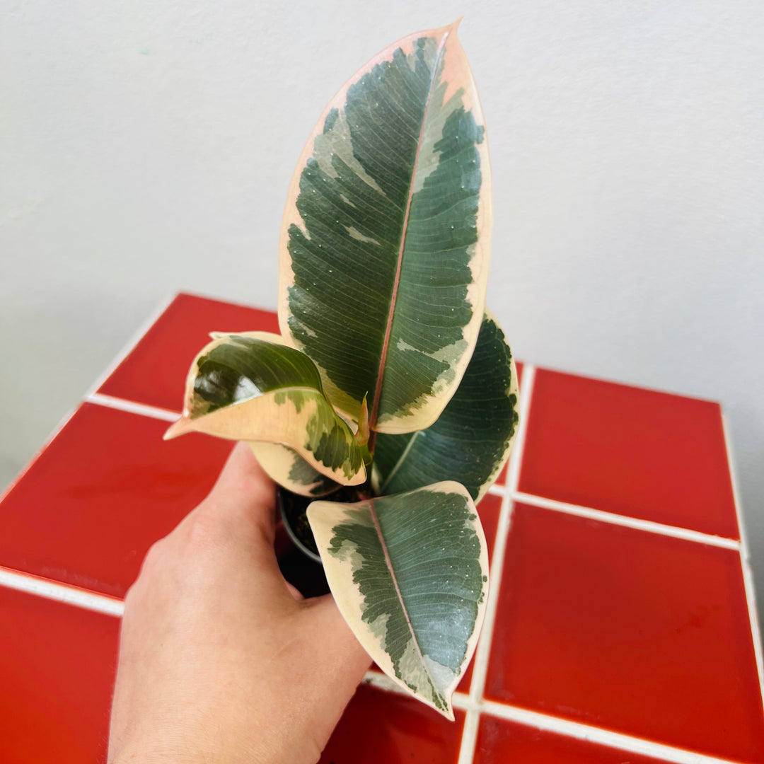 Ficus elastica ‘Tineke’ – Variegated Rubber Plant