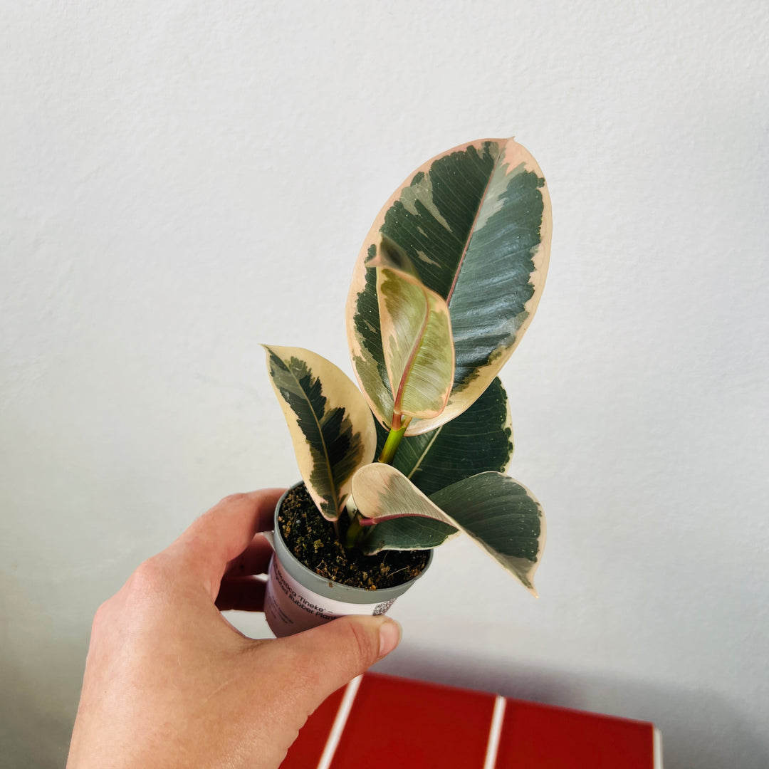 Ficus elastica ‘Tineke’ – Variegated Rubber Plant