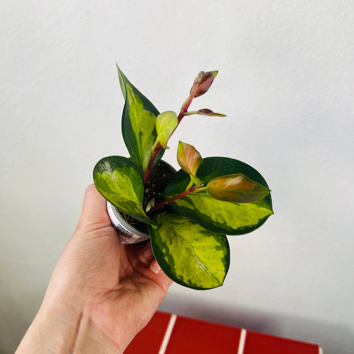 Hoya australis 'Lisa' - Wax plant