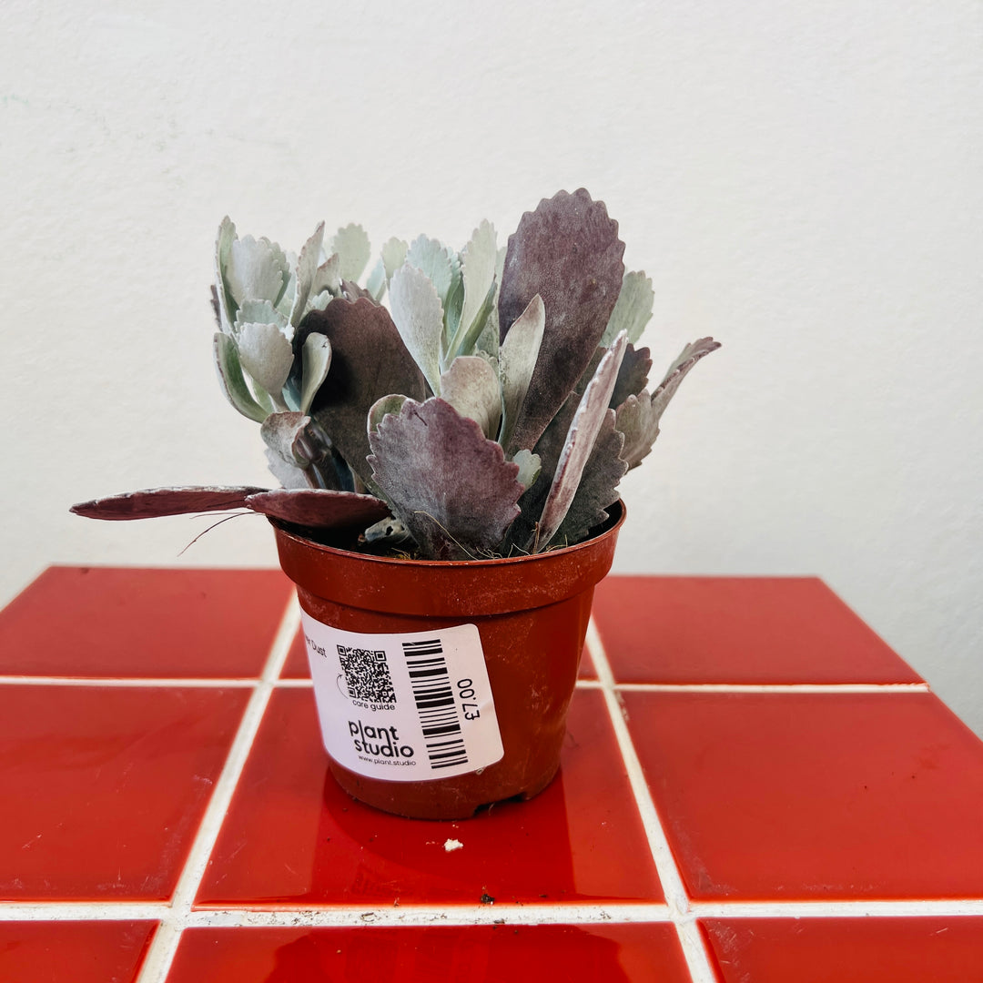 Kalanchoe pumila Flower Dust Plant