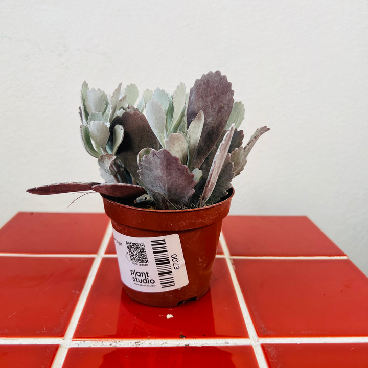 Kalanchoe pumila Flower Dust Plant