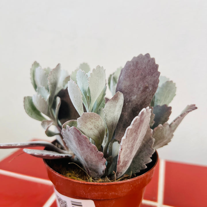 Kalanchoe pumila Flower Dust Plant
