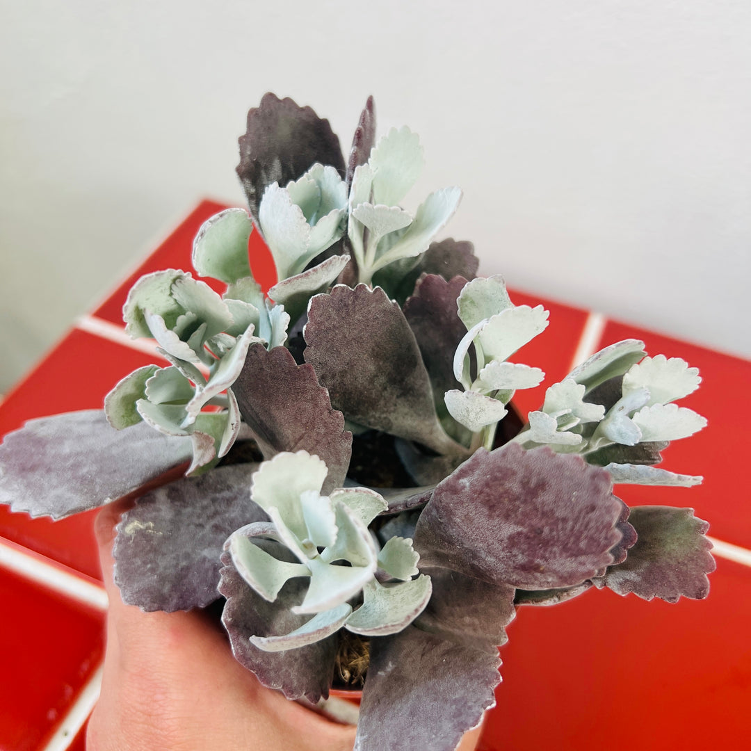 Kalanchoe pumila Flower Dust Plant