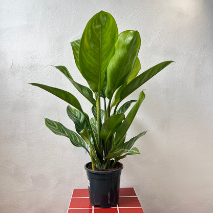 Aglaonema ‘Stripes’ - Chinese Evergreen