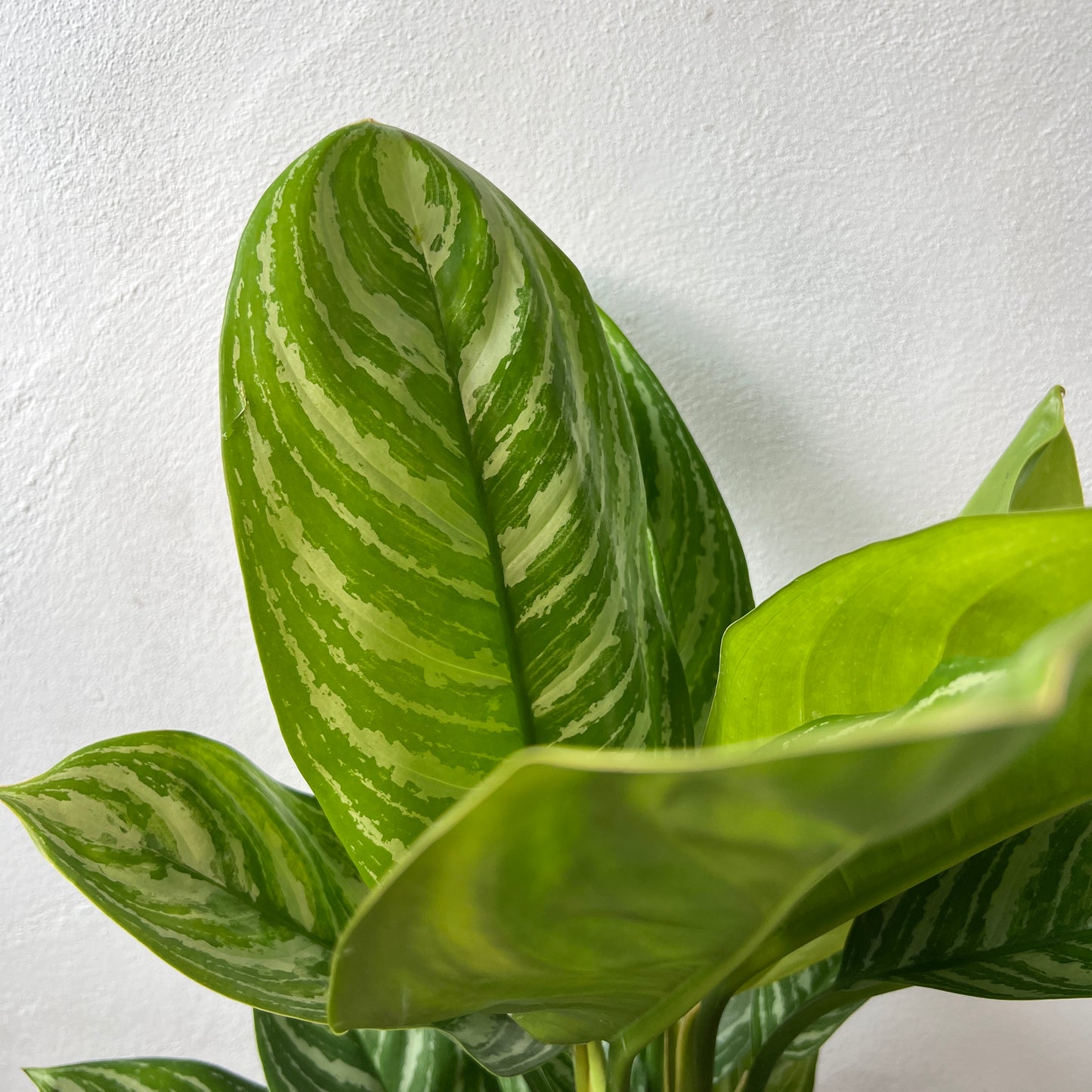 Aglaonema ‘Stripes’ - Chinese Evergreen