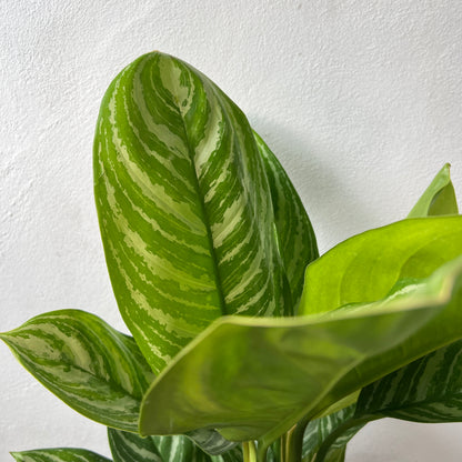 Aglaonema ‘Stripes’ - Chinese Evergreen