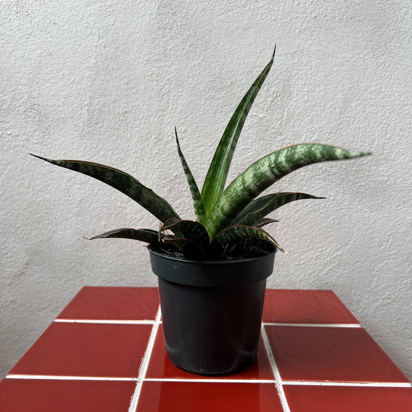 Sansevieria trifasciata 'Megan' - Snake Plant