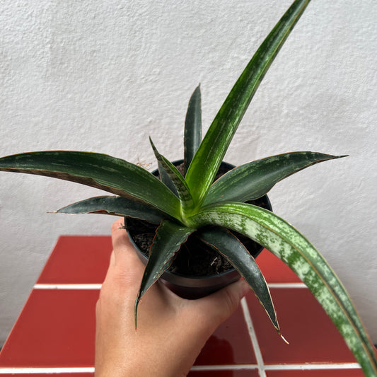 Sansevieria trifasciata 'Megan' - Snake Plant