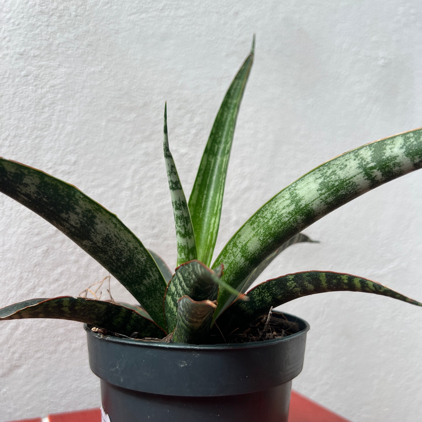 Sansevieria trifasciata 'Megan' - Snake Plant