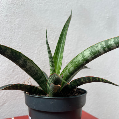 Sansevieria trifasciata 'Megan' - Snake Plant