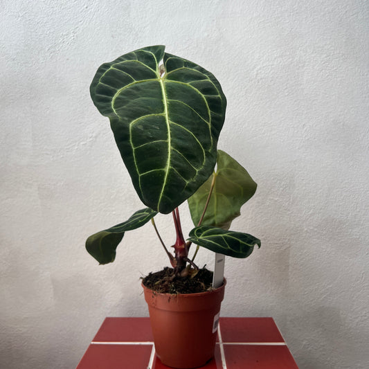 Anthurium Regal